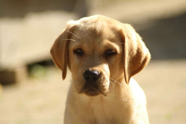 cane che guarda