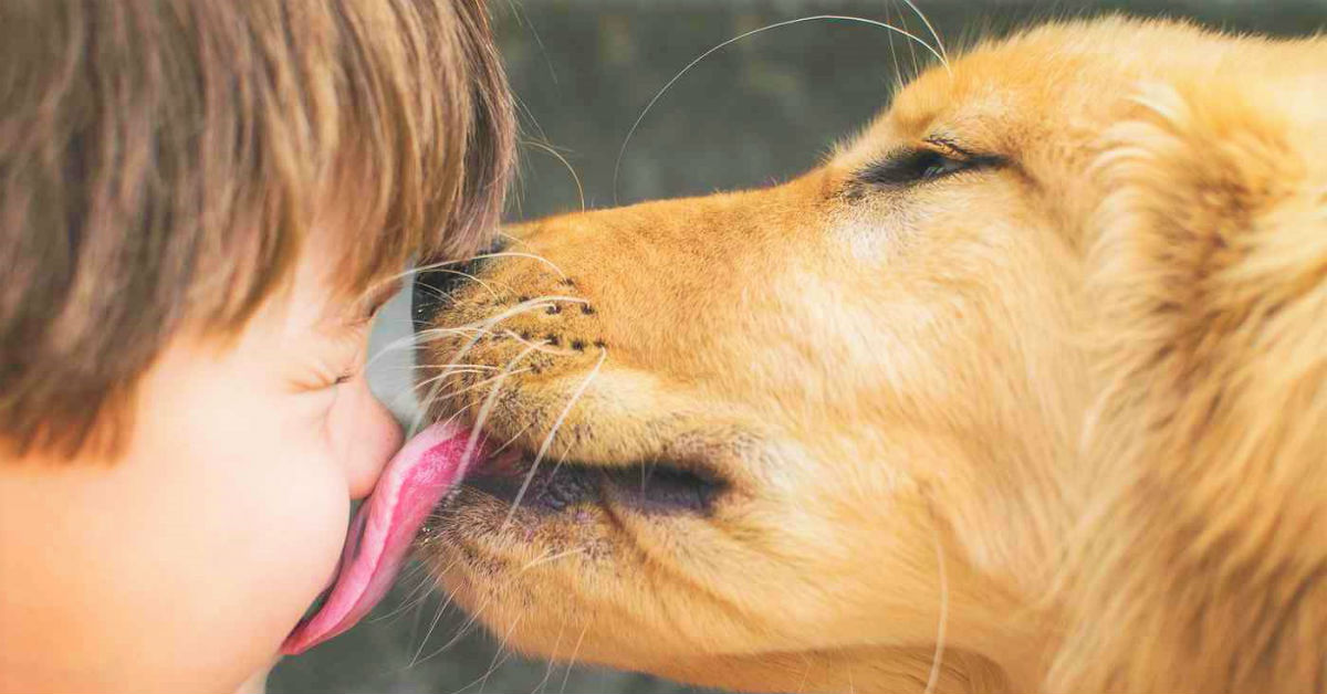 Razze di cani che chiedono (sempre) le coccole: i più teneroni