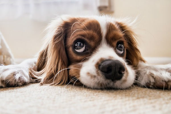 cane che guarda