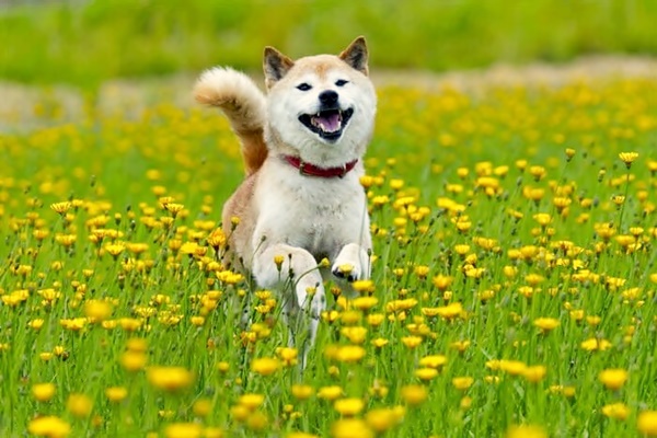 cane di razza shiba inu