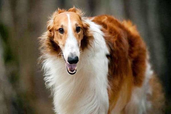 cane di razza borzoi