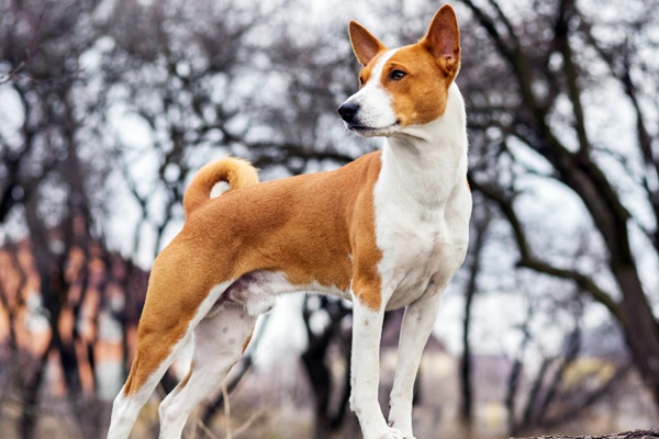 cane di razza basenji