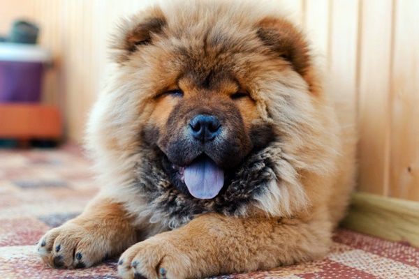 cane di razza chow chow