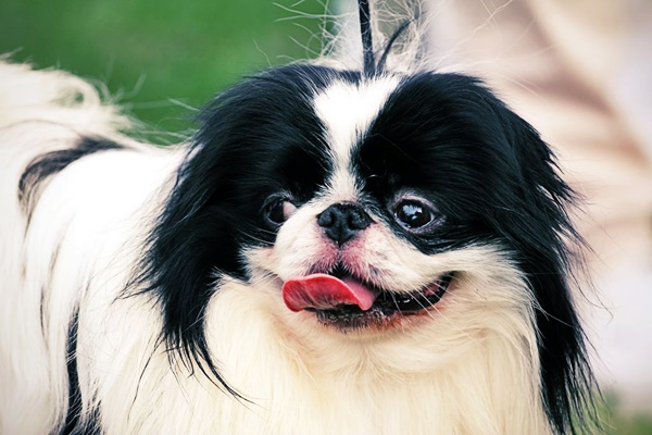 cane di razza japanese chin