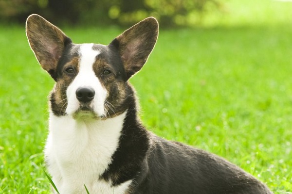 cane nel prato