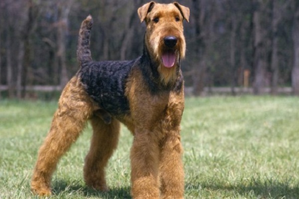 cane airedale terrier