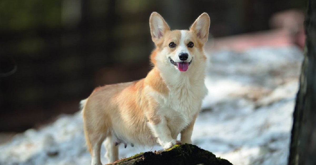 Razze di cani con meno problemi di salute: ecco quali sono