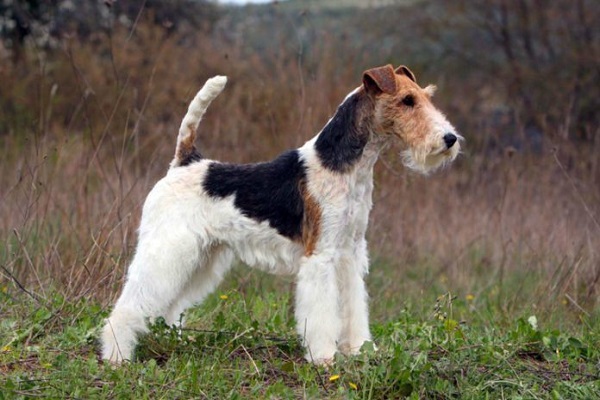 cane fox terrier