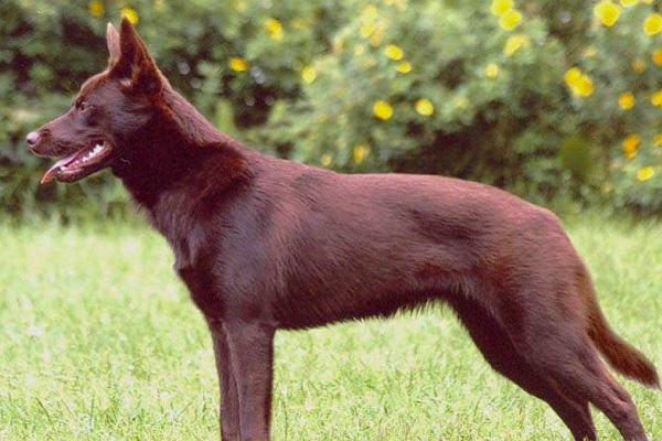 kelpie australiano cane