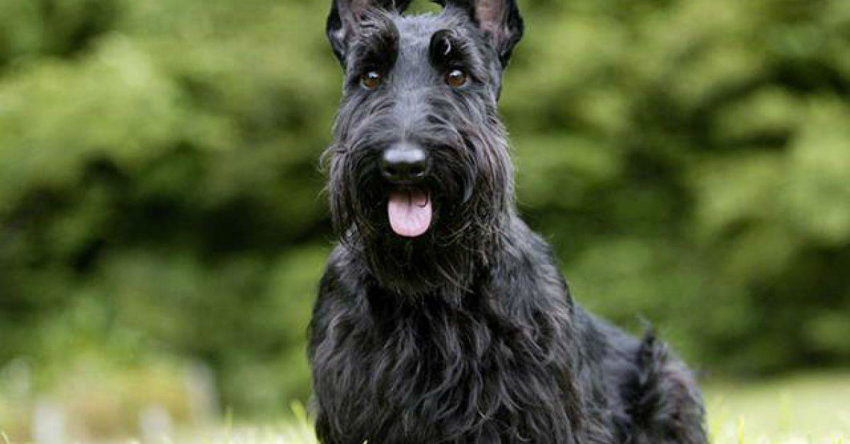 Razze di cani da guardia di taglia piccola: ecco quali sono