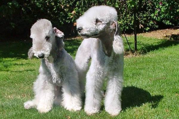 cane Bedlington Terrier