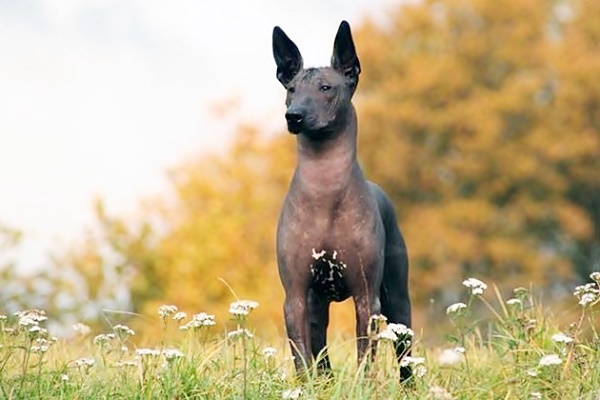 cane Xoloitzcuintli