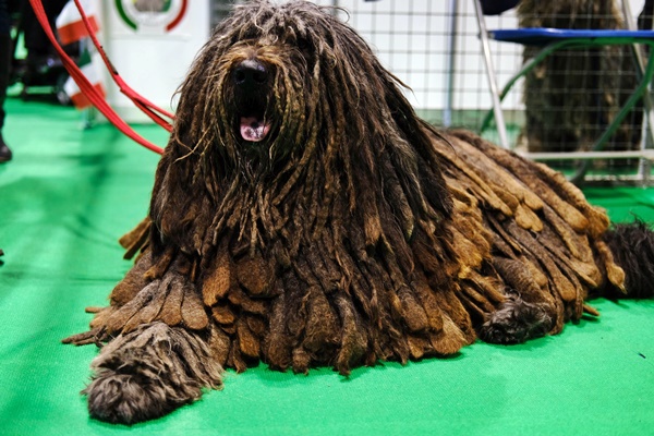 cane pastore bergamasco