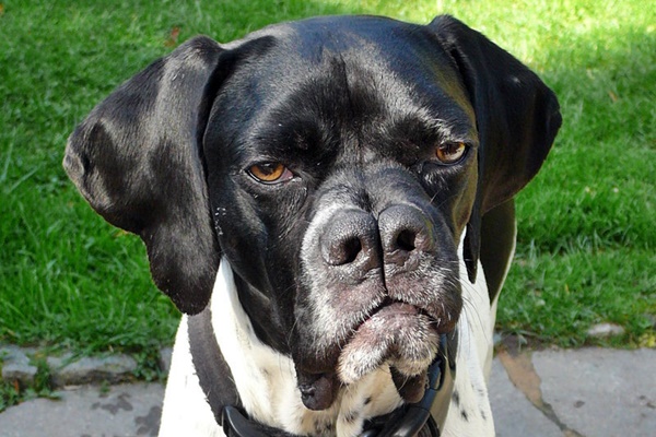 cane con il doppio naso