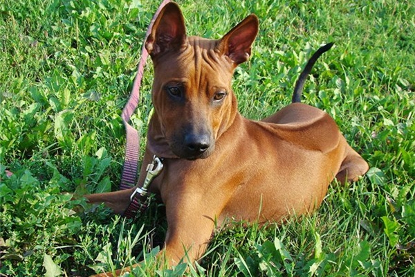 cane Phu Quoc Ridgeback