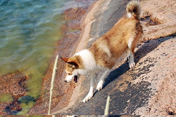 cane Norwegian Lundehund