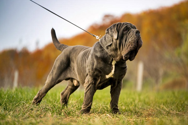 cane mastino napoletano