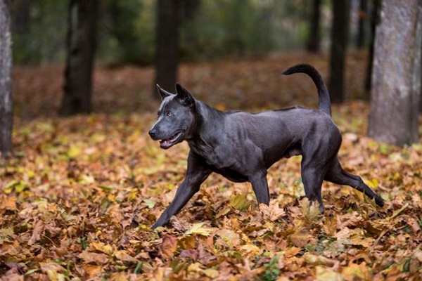 cane Thai Ridgeback