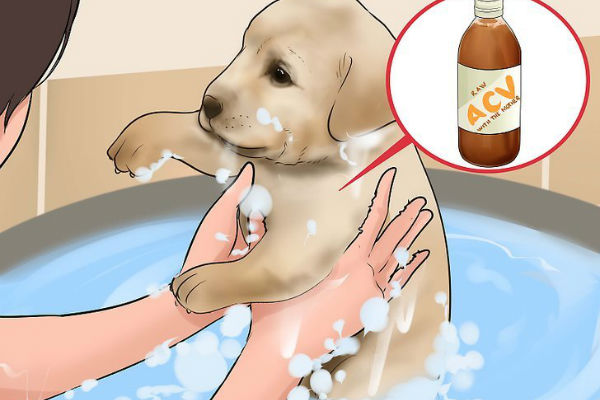 cane che si lava