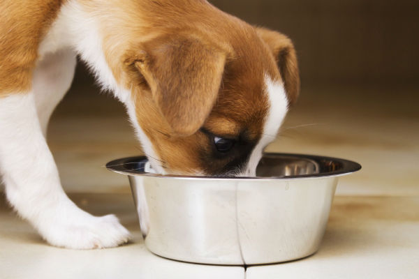 cane e ciotola