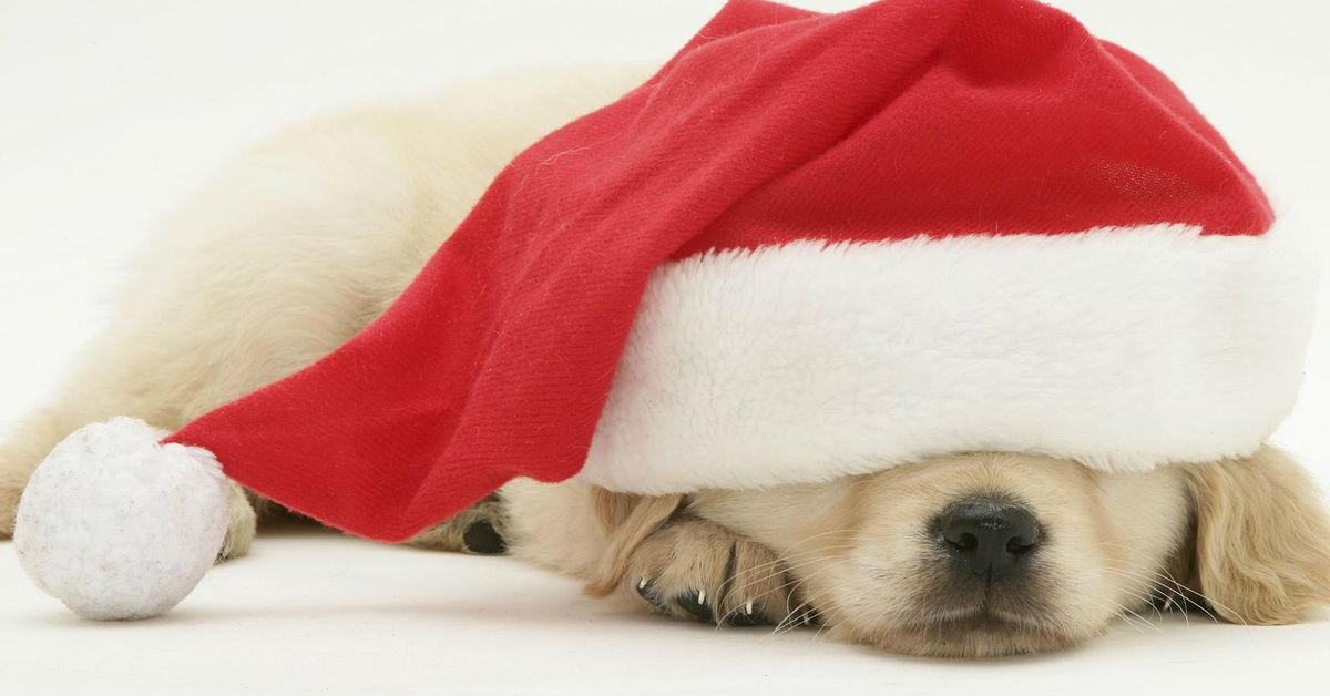 Foto Di Natale Con Cani.Cani E Albero Di Natale Tutti I Pericoli E I Consigli Per Evitarli