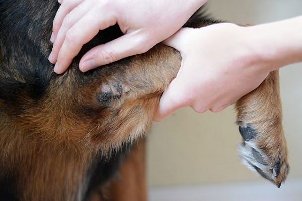 cane con callo nel gomito