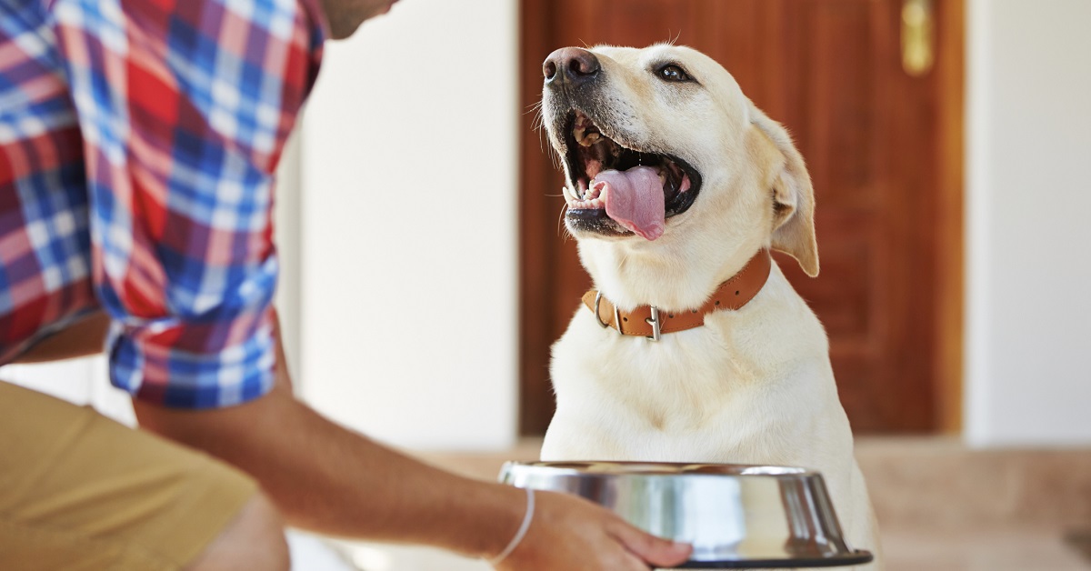 Cani e cibi surgelati: quando e perché evitarli