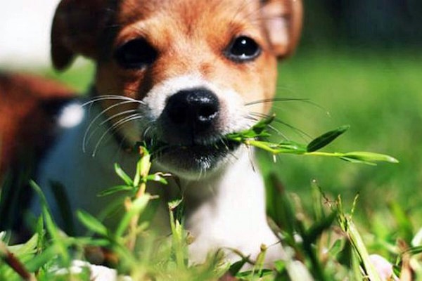 cane che mangia un filo d'erba