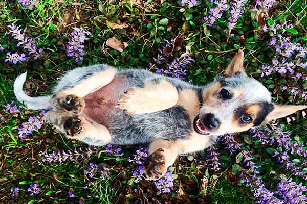 cane che si rotola tra i fiori