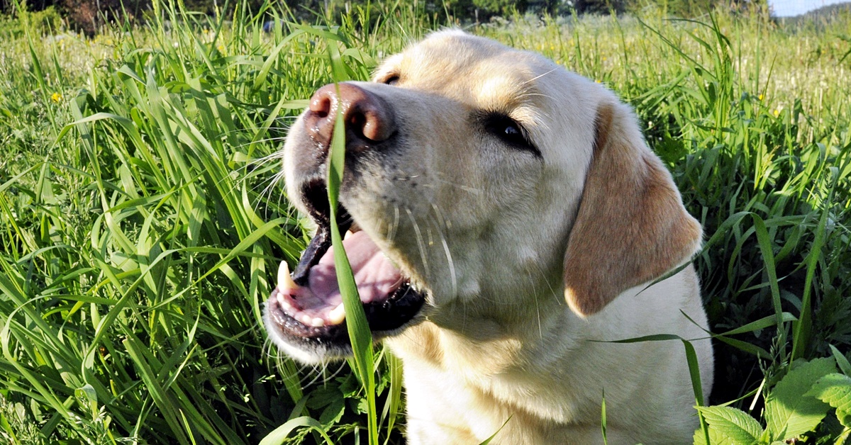 Cani e erbe: quali sono quelle ammesse nella dieta?