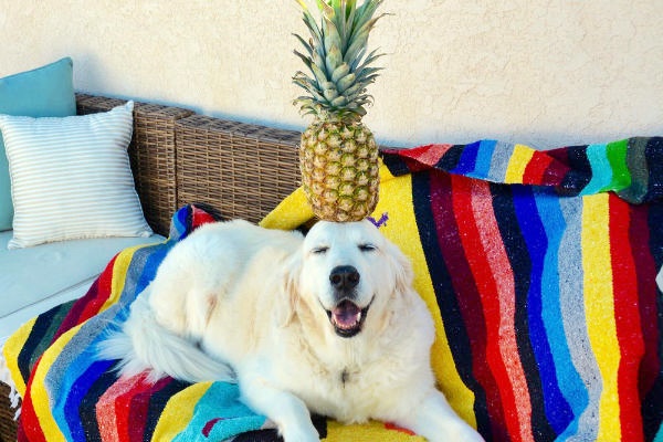 cane con ananas in testa