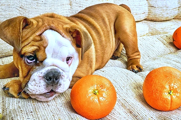 cane guarda la frutta