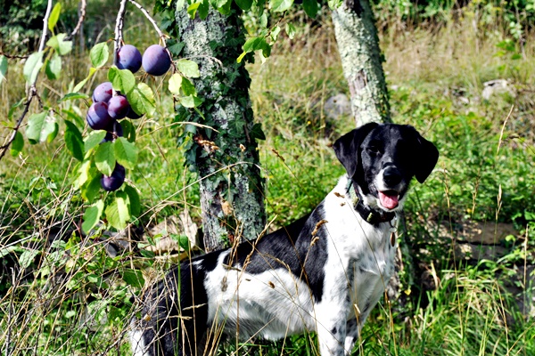 cane tra gli alberi