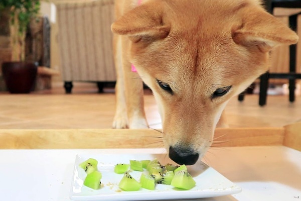 cane che mangia il kiwi