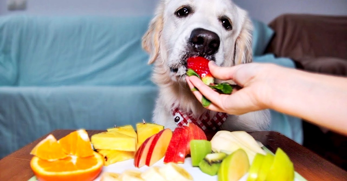 Cani e frutta esotica: quale possono mangiare?