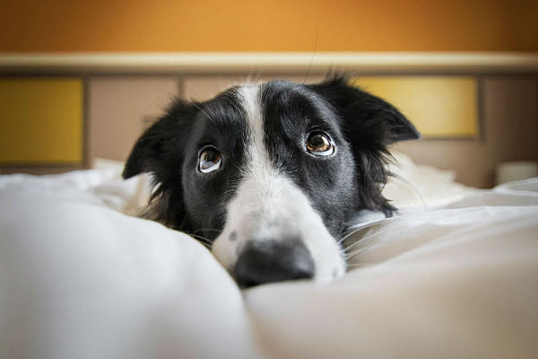 cane che guarda