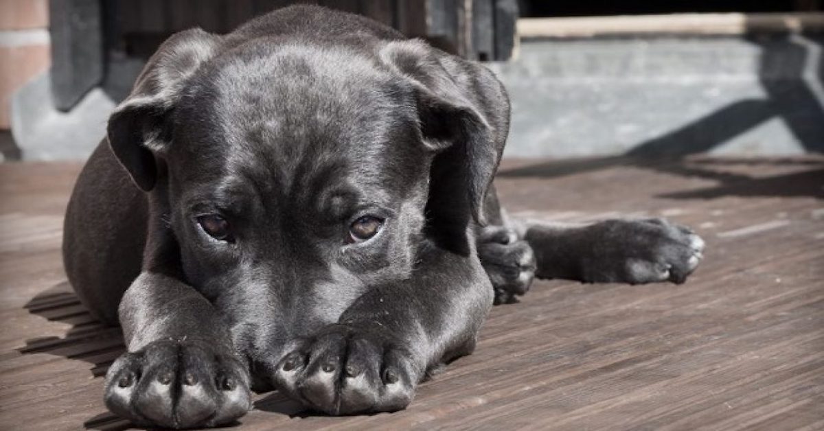 I cani possono fingere di avere paura? E perché?