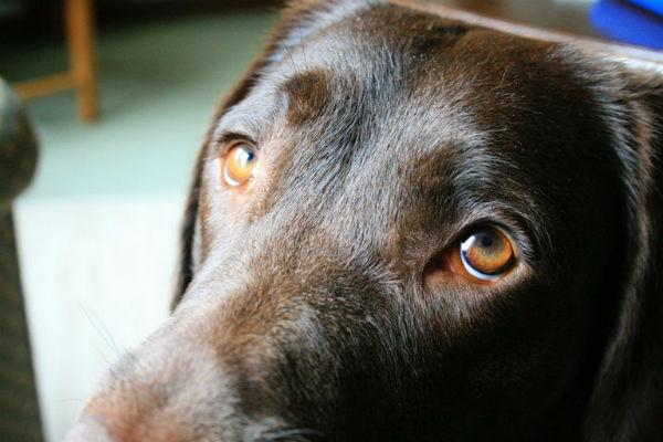 cane che guarda