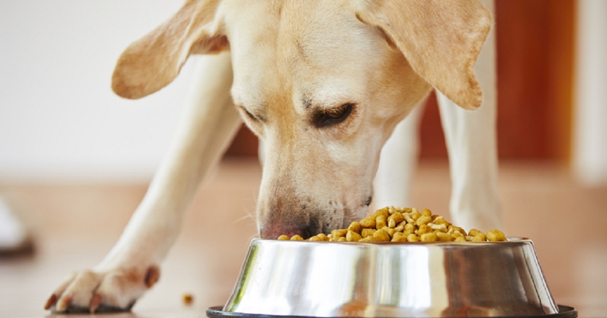 Cani e lievito di birra: quali sono gli effetti e cosa sapere