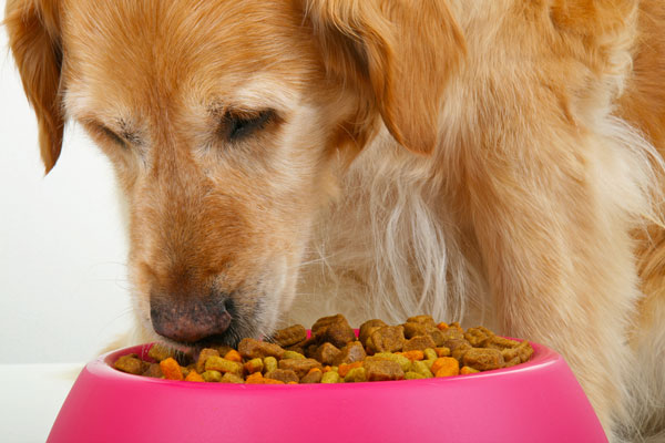 cane e ciotola di cibo