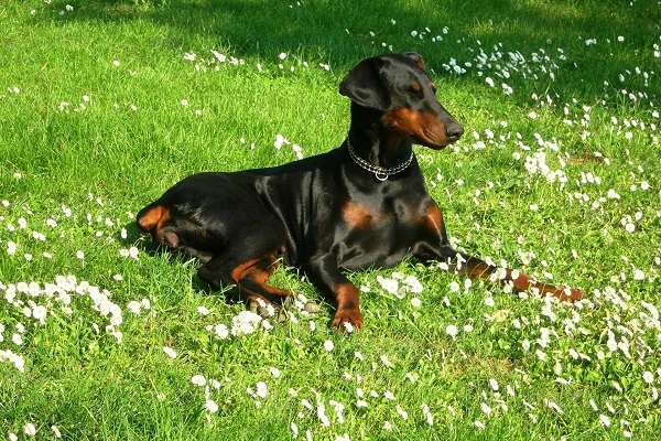 cane in mezzo al prato