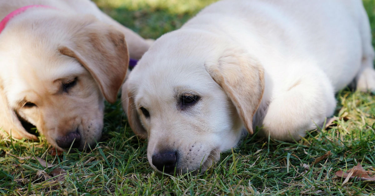 Cani e olio fritto: ecco perché non possono mangiarlo