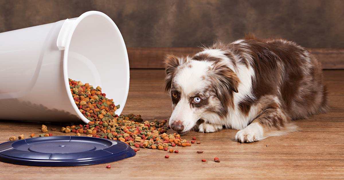 Cani e sciroppo d’acero: possono mangiarlo o è dannoso?