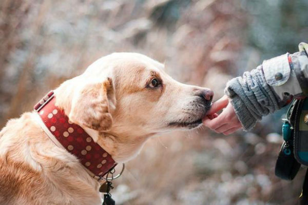 cane che guarda