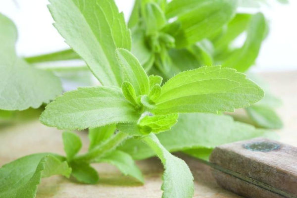 pianta di stevia