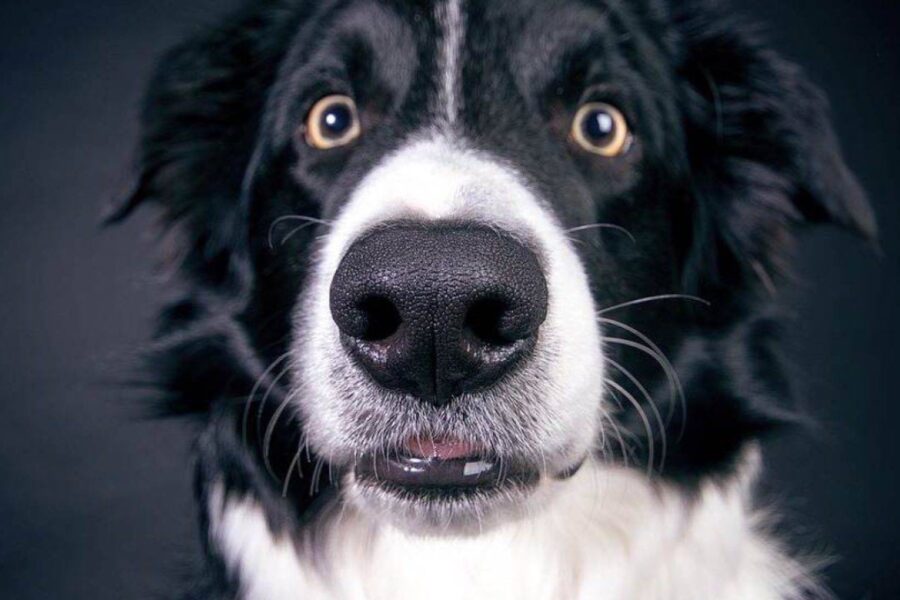 cane con occhi sbarrati