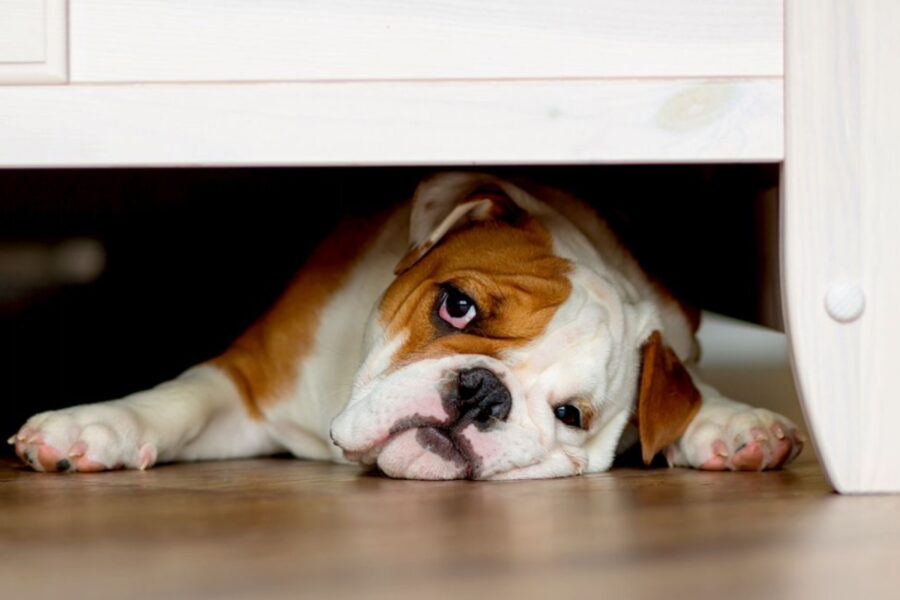 cane sotto il letto