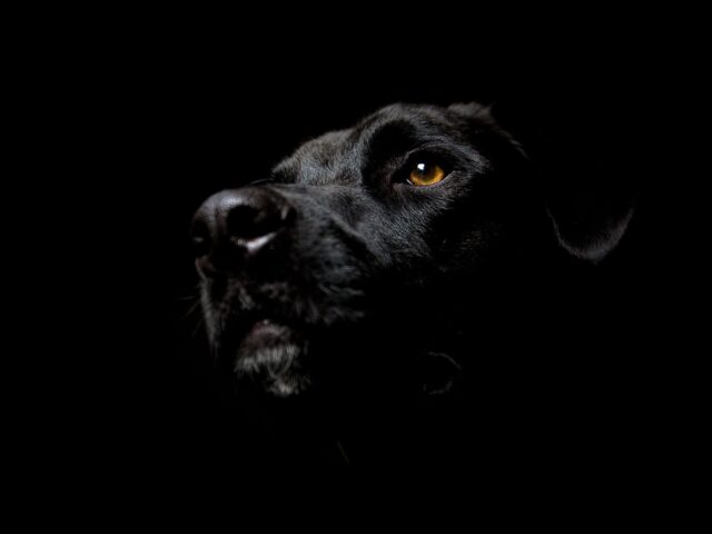 È vero che i cani non hanno paura del buio?