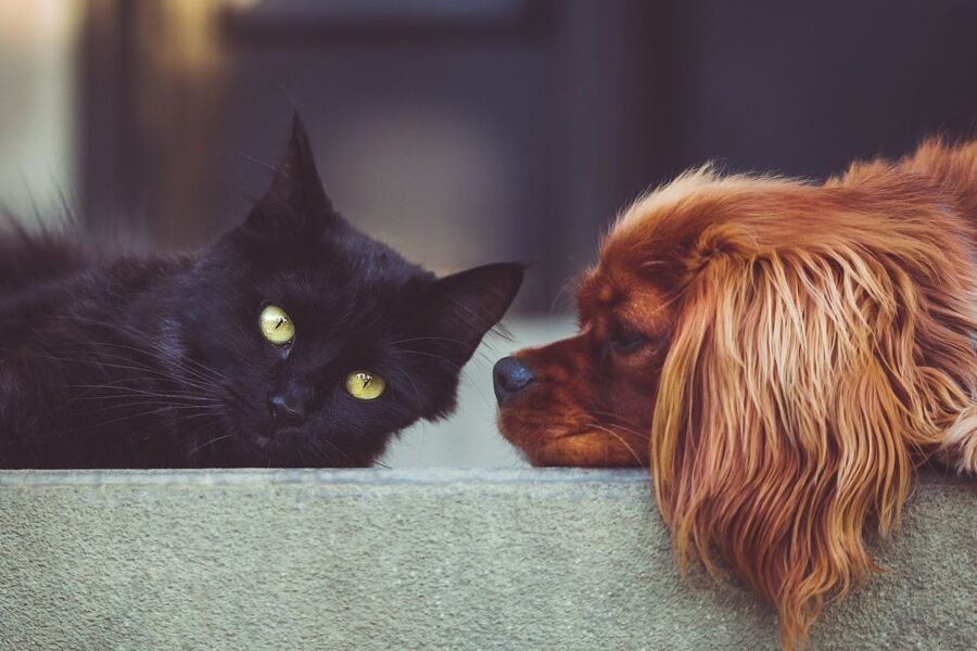 cane guarda un gatto