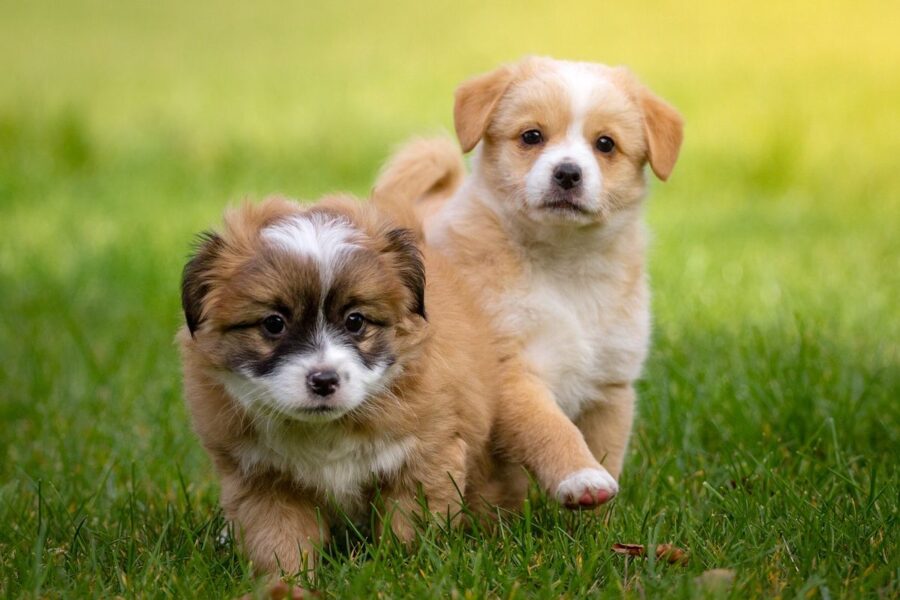 cuccioli di cane